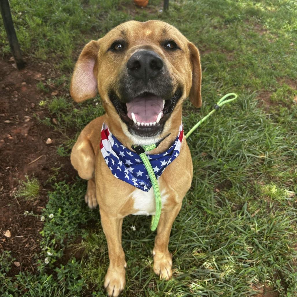 Steven, a Adoptable mixed breed in Greenville, SC image 5/6
