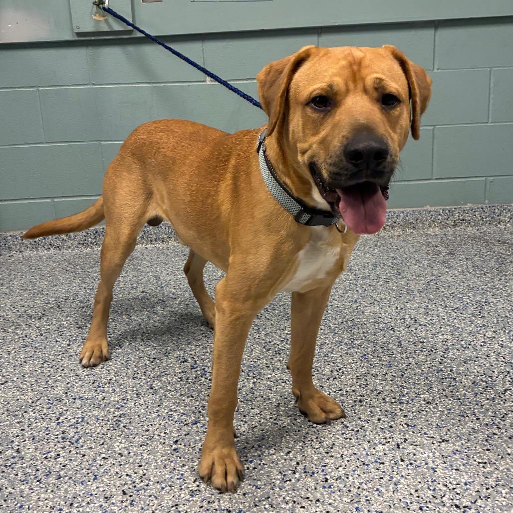 Steven, a Adoptable mixed breed in Greenville, SC image 6/6