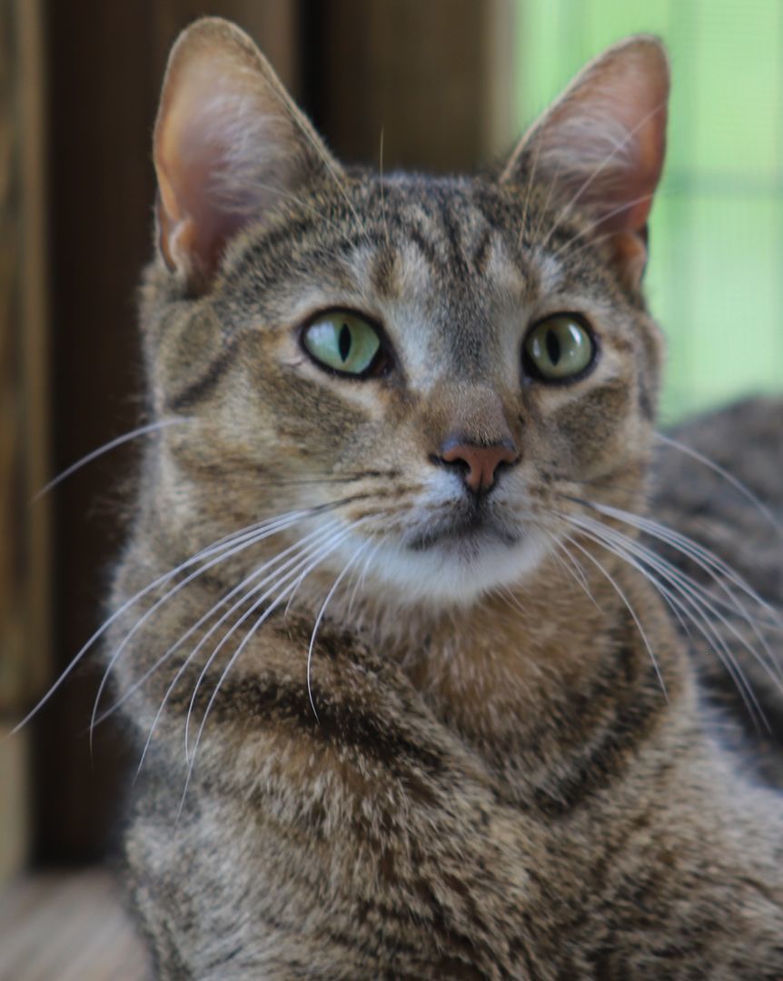 Enlarge Rom, a Adoptable mixed breed in North Fort Myers, FL image 2/4