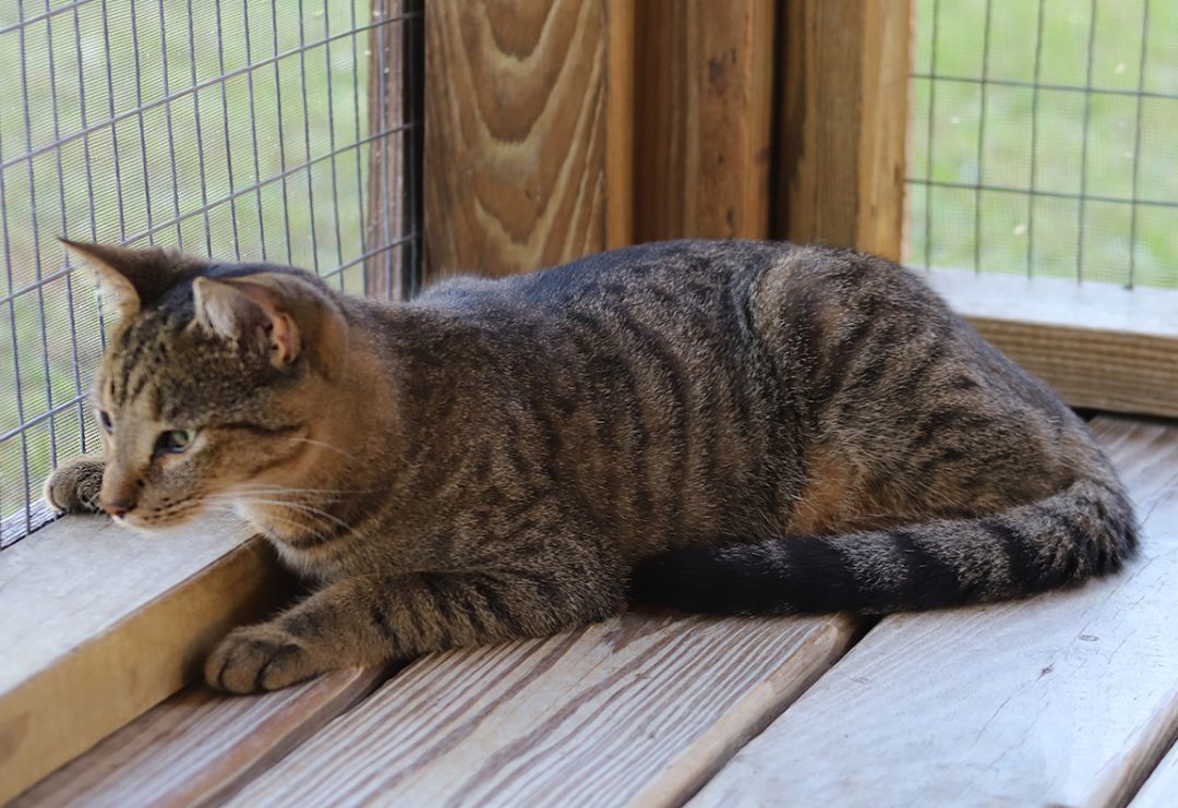 Enlarge Rom, a Adoptable mixed breed in North Fort Myers, FL image 3/4