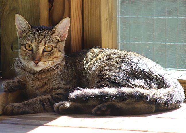 Enlarge Rom, a Adoptable mixed breed in North Fort Myers, FL image 4/4