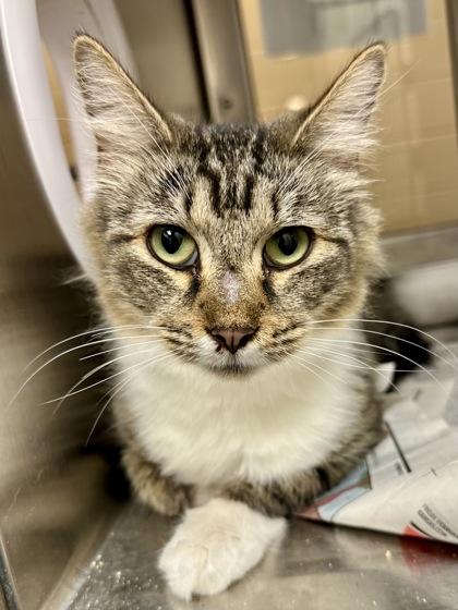 California Roll, Adoptable, Adult Female Domestic Short Hair.