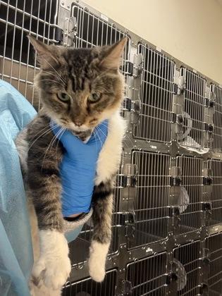 Enlarge California Roll, a Adoptable mixed breed in Wichita, KS image 2/2