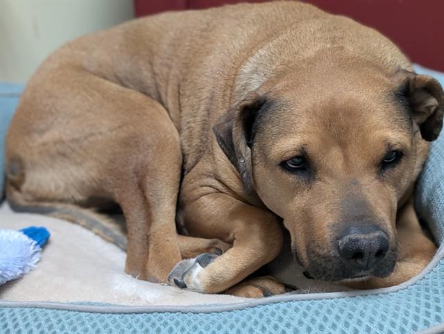 SADIE, Adoptable, Adult Female Labrador Retriever & Mixed Breed.