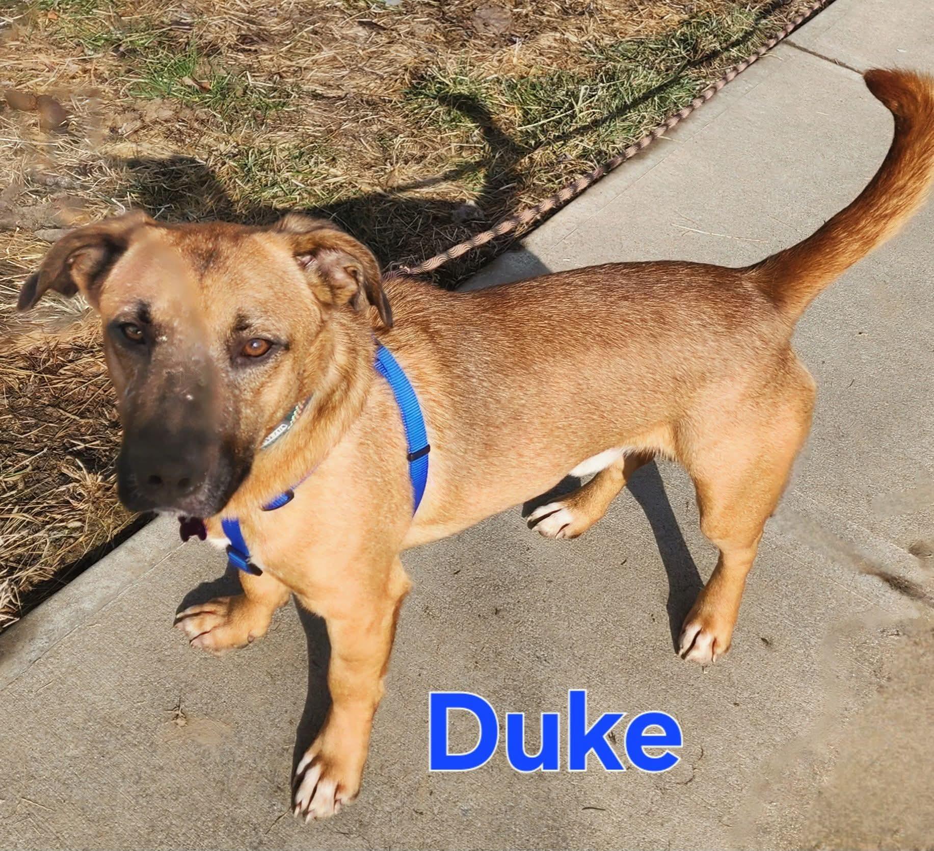 Enlarge Duke, a ADOPTABLE mixed breed in Washington , PA image 1/1