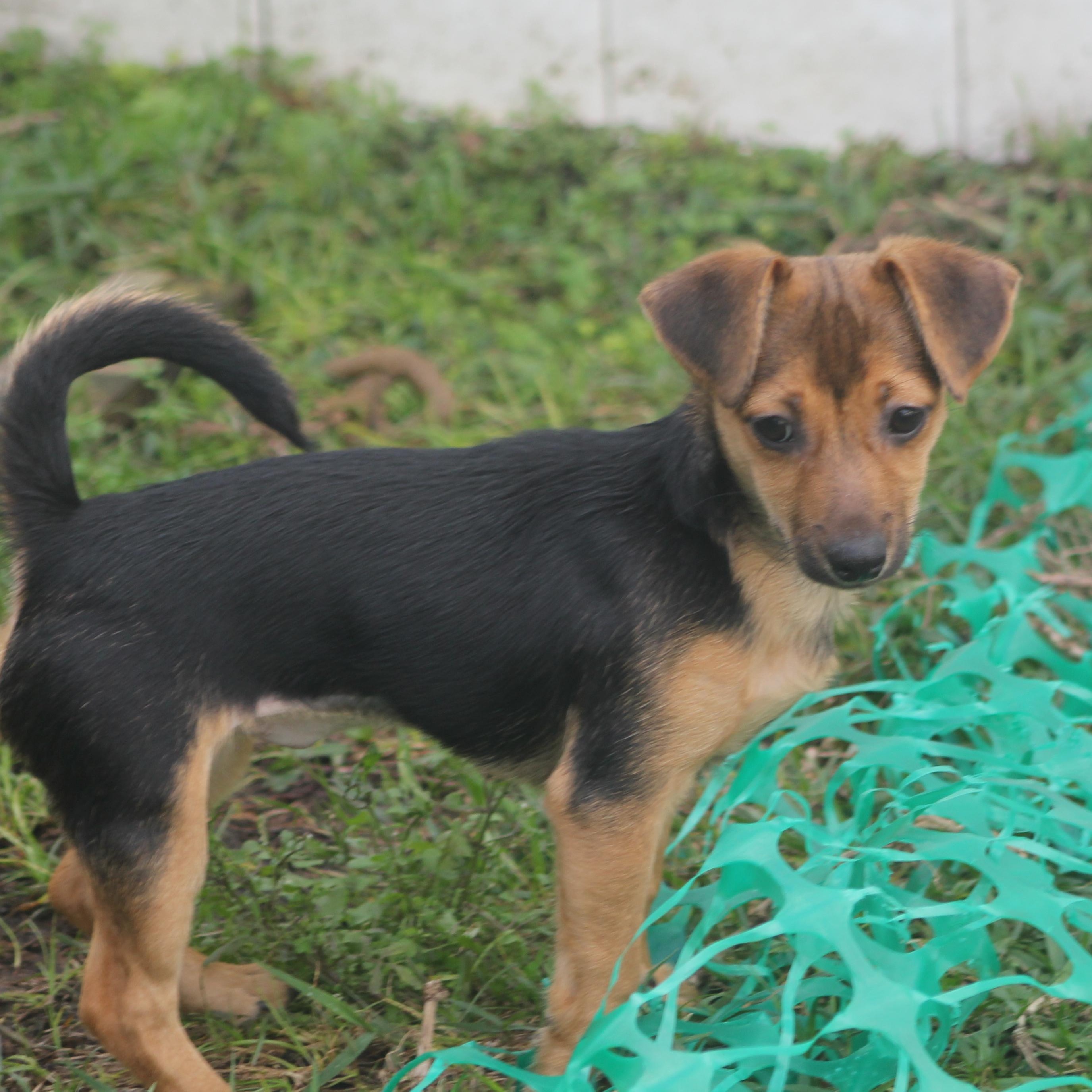 Enlarge Sapphire, a ADOPTABLE mixed breed in Orlando, FL image 4/5