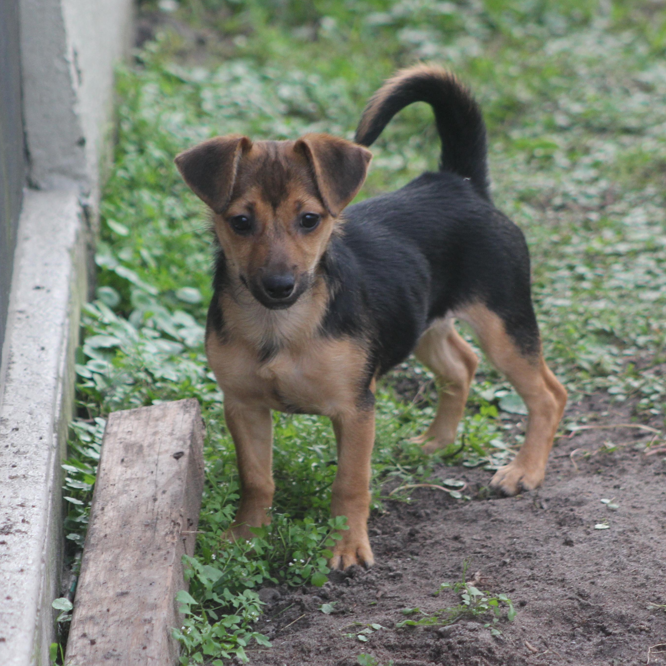 Enlarge Sapphire, a ADOPTABLE mixed breed in Orlando, FL image 2/5
