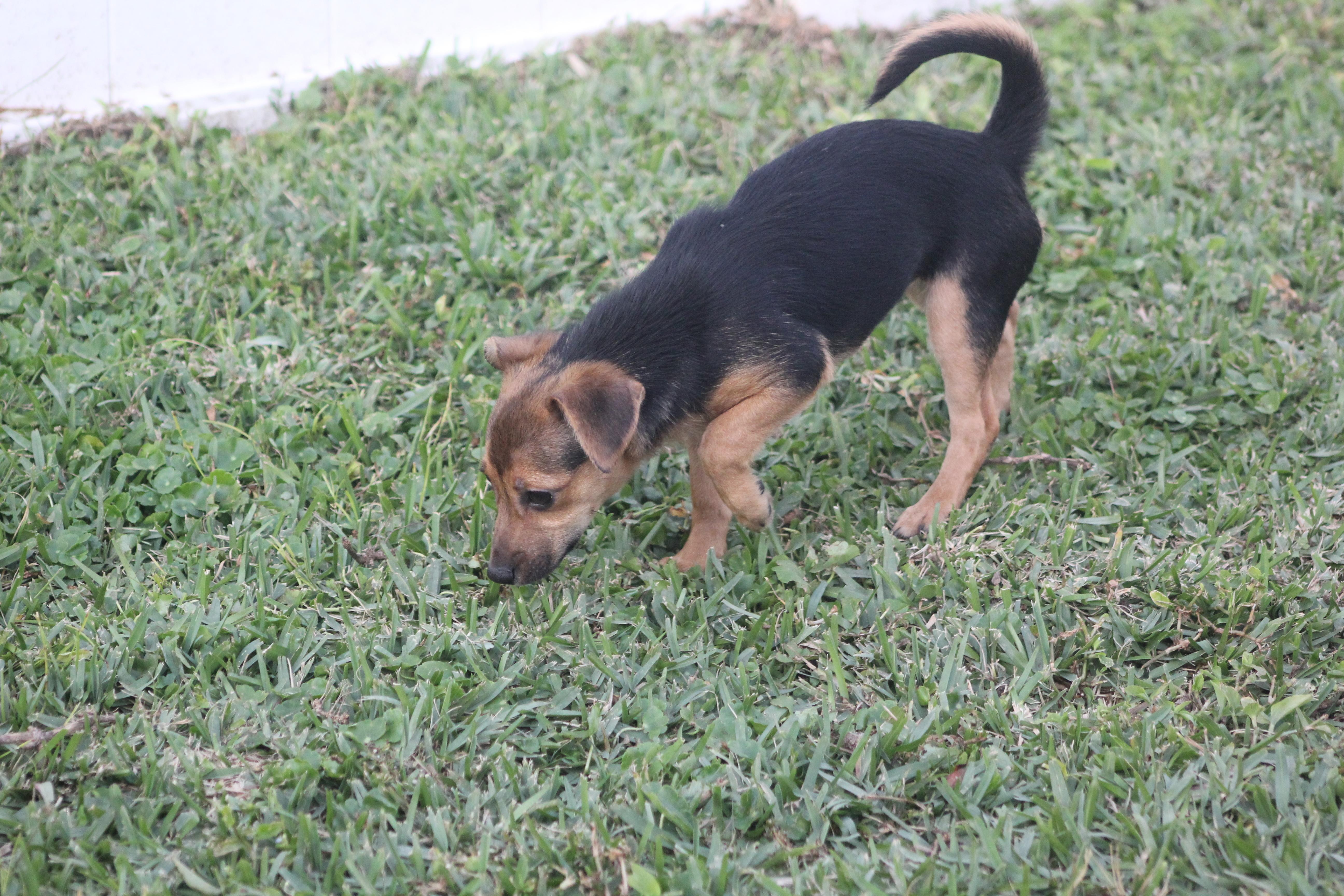 Enlarge Sapphire, a ADOPTABLE mixed breed in Orlando, FL image 5/5