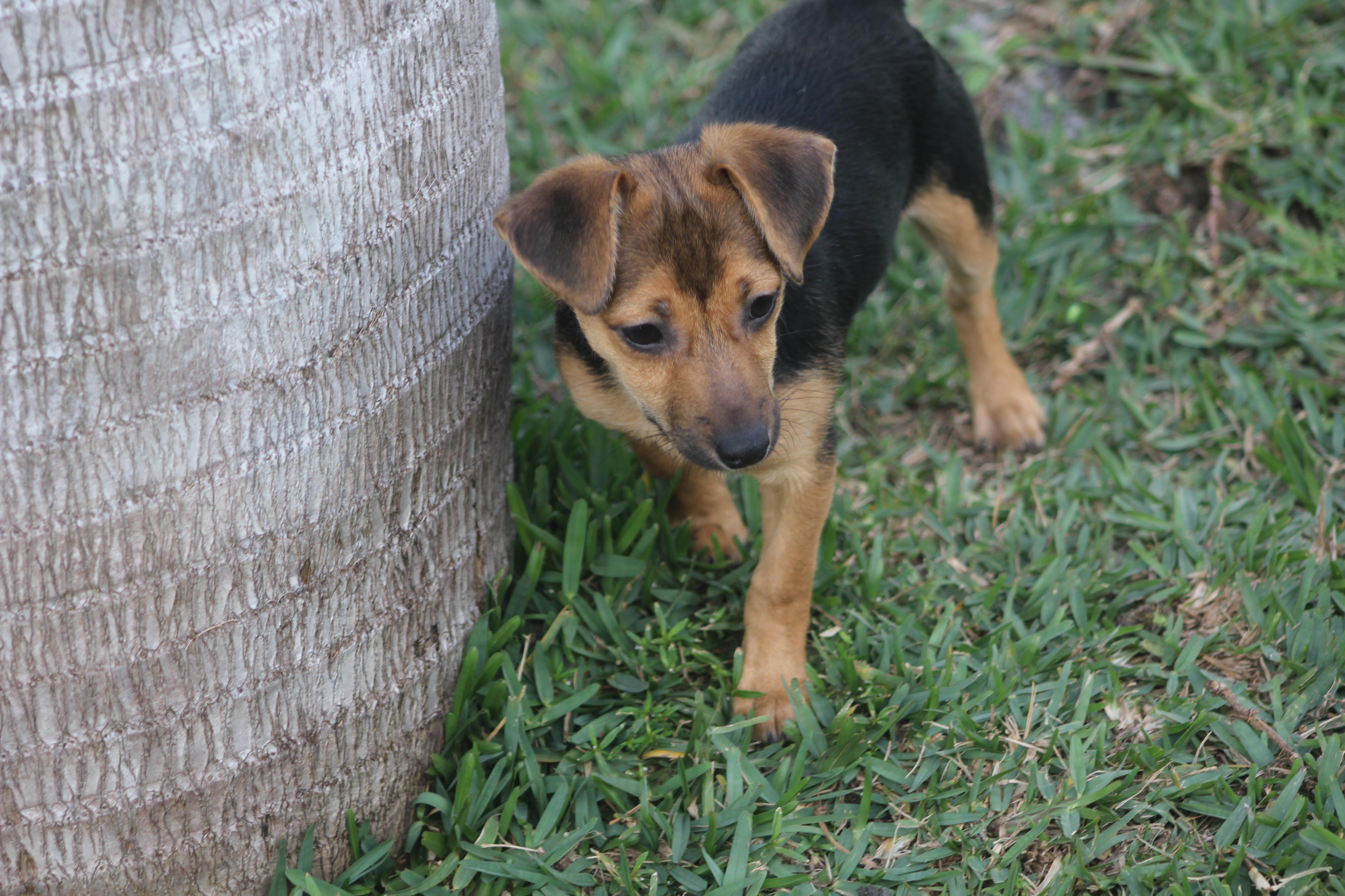 Enlarge Sapphire, a ADOPTABLE mixed breed in Orlando, FL image 3/5