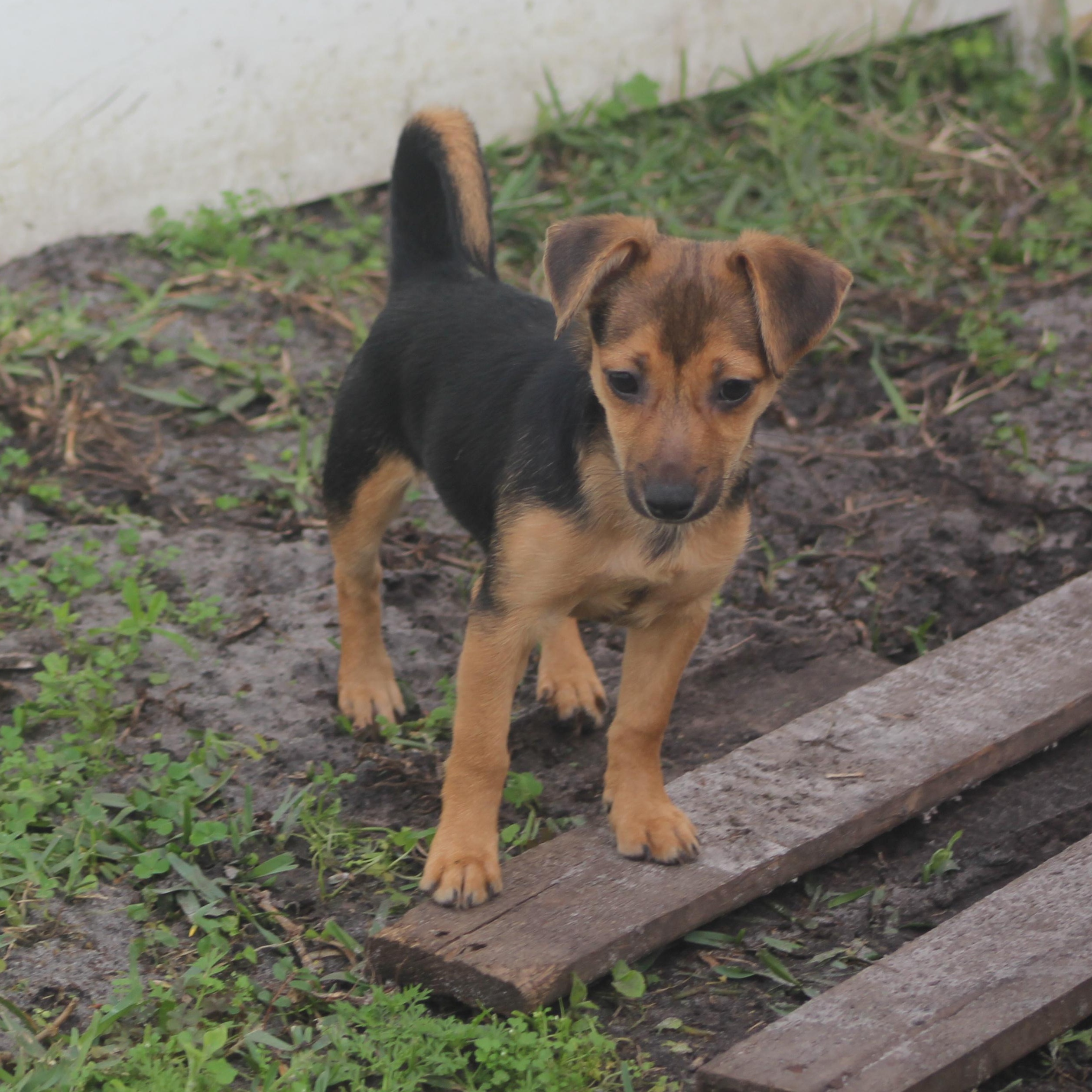 Sapphire, ADOPTABLE, Puppy Female Chihuahua & Hound.