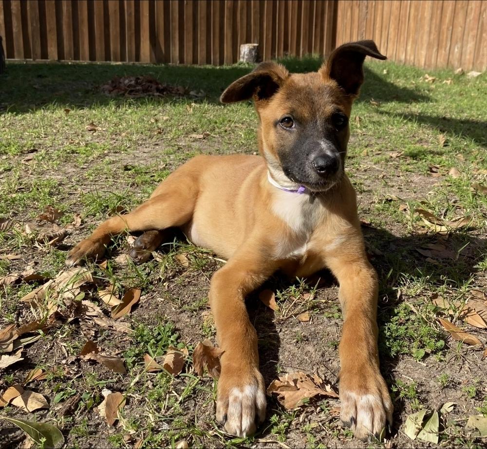 Whitney, Adoptable, Puppy Female German Shepherd Dog & Collie.