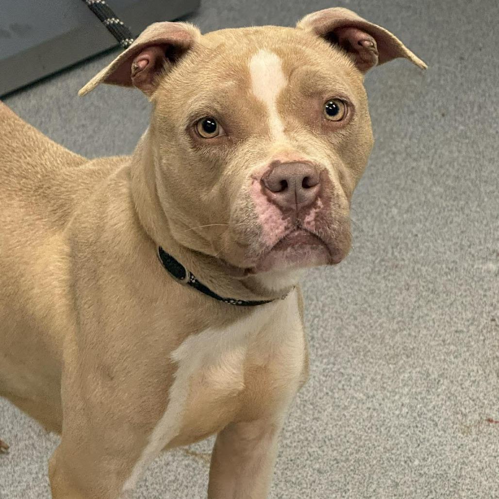 Enlarge Penelope, a Adoptable Pit Bull Terrier in Martinsville, VA image 1/1