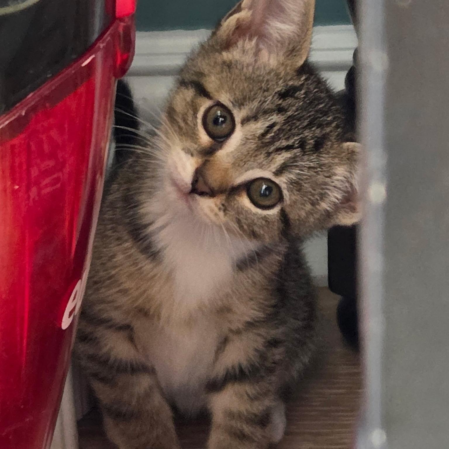 Enlarge Lachlan, a Adoptable mixed breed in Moriches, NY image 5/6