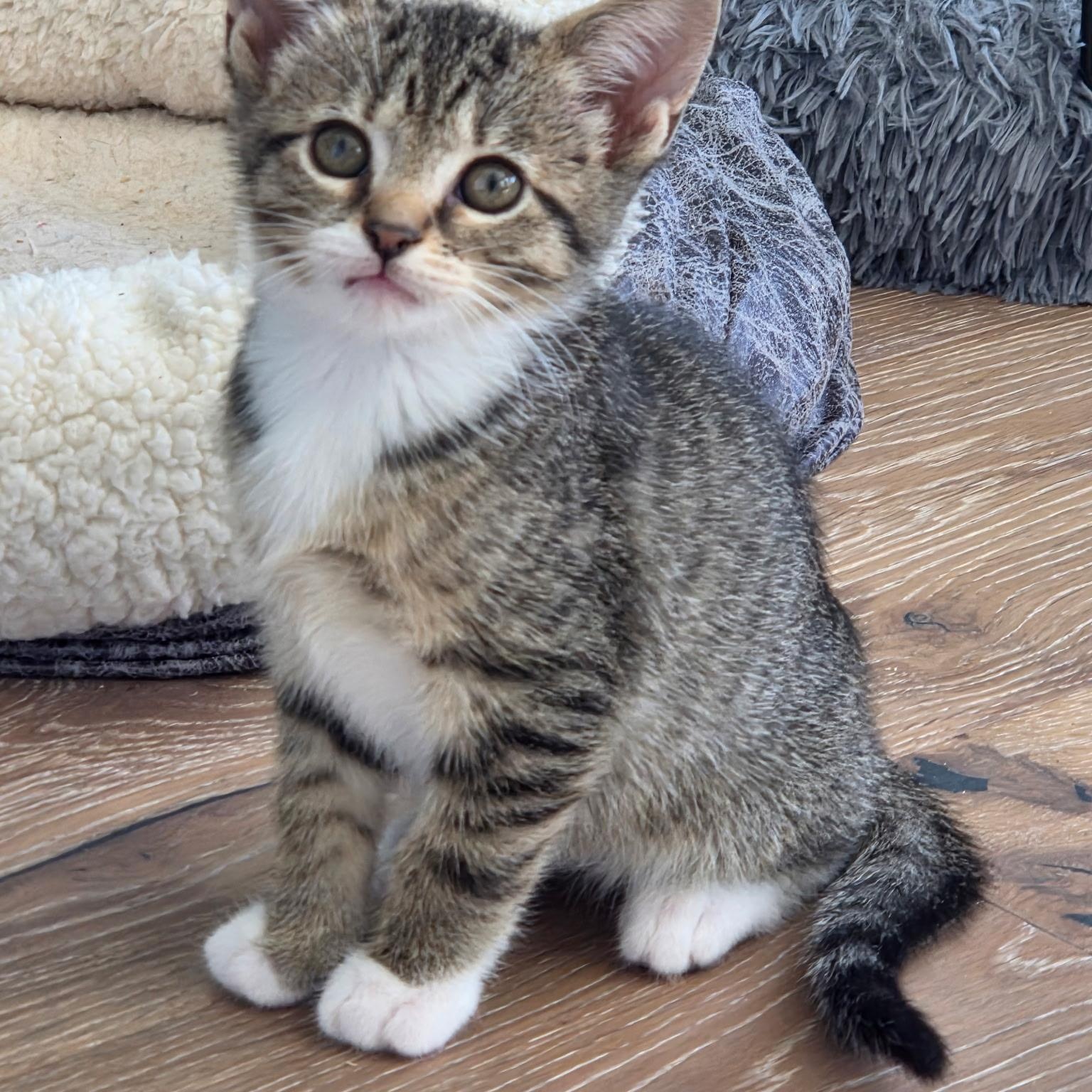 Enlarge Lachlan, a Adoptable mixed breed in Moriches, NY image 6/6