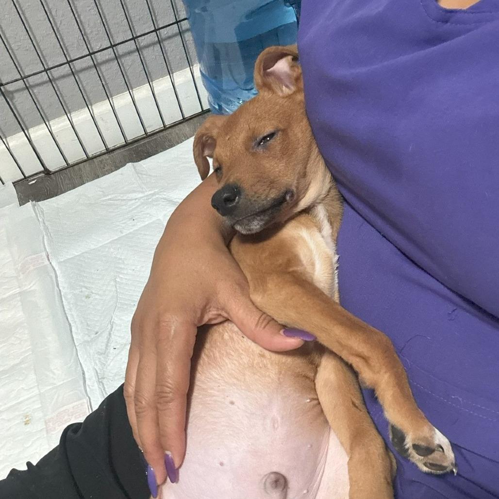 Phoenix, Adoptable, Puppy Male Chihuahua & Dachshund.