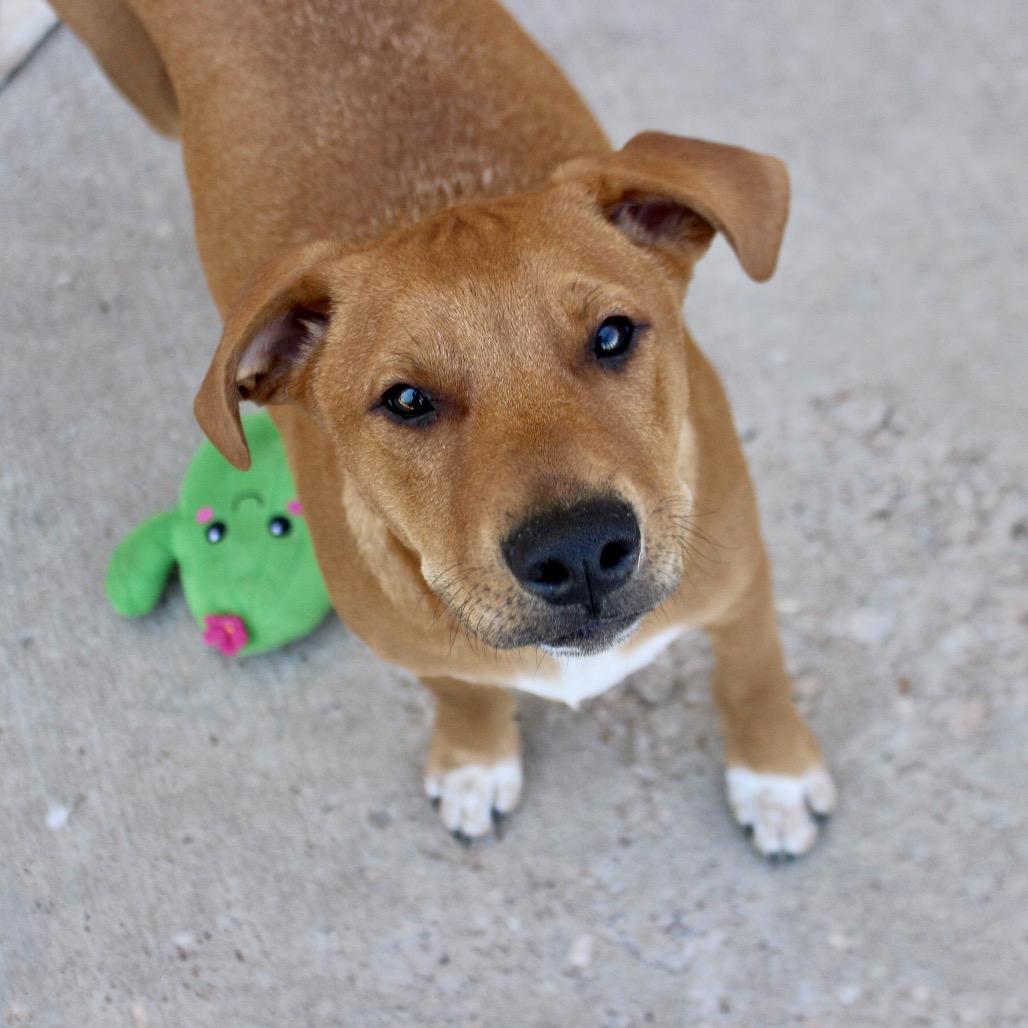Enlarge Phoenix, a Adoptable mixed breed in Midland, TX image 2/2