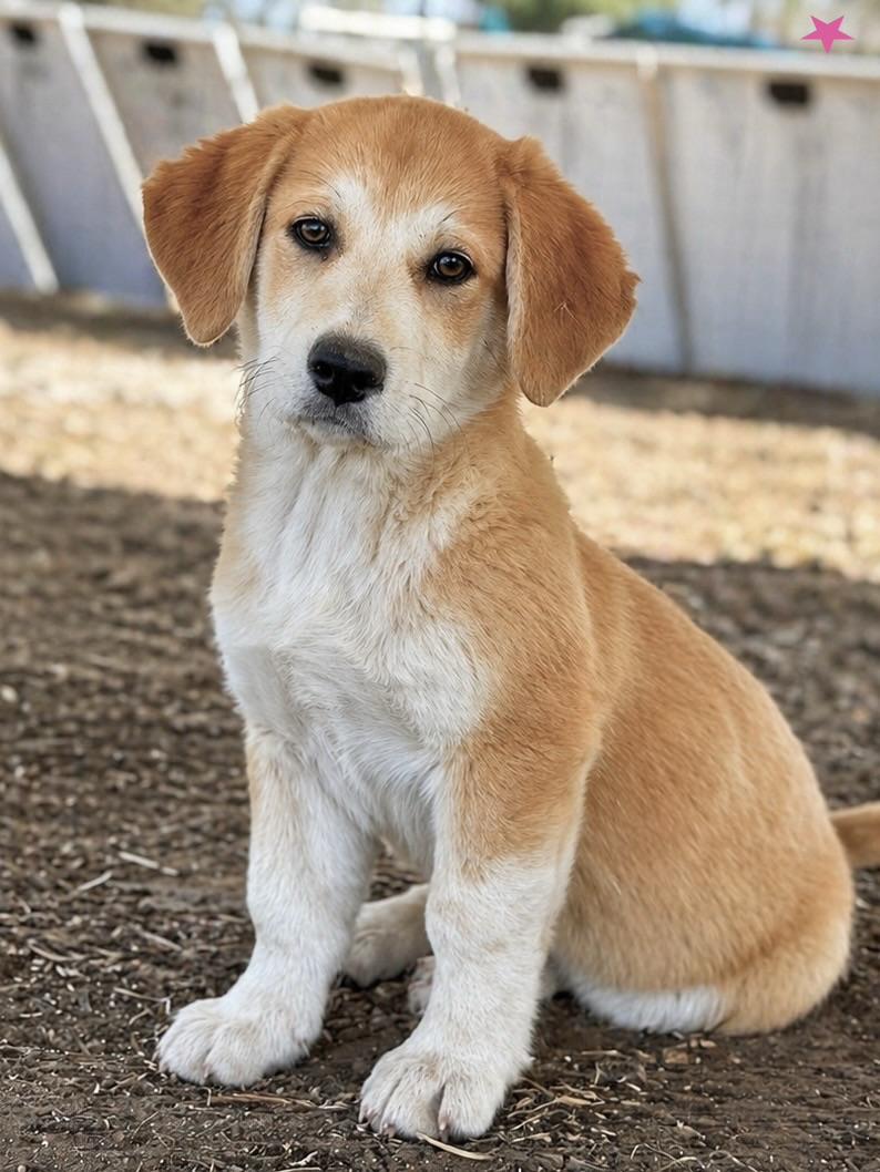 Bracken, Adoptable, Puppy Female Great Pyrenees & Beagle.