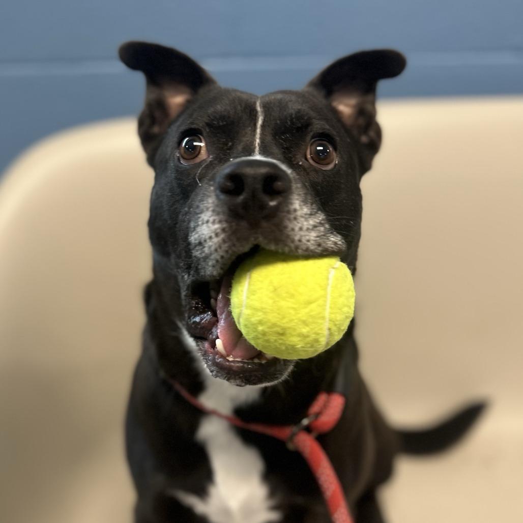 Lucas, Adoptable, Adult Male Mixed Breed.