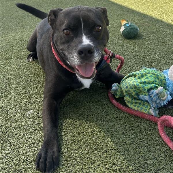 Enlarge Lucas, a Adoptable Mixed Breed in Phoenix, AZ image 2/6