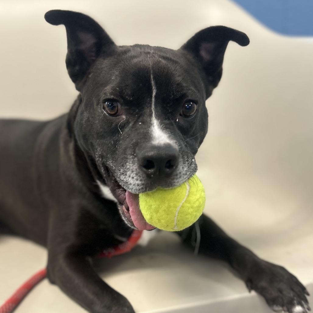Enlarge Lucas, a Adoptable Mixed Breed in Phoenix, AZ image 2/4