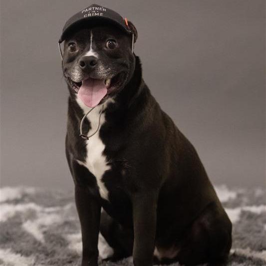 Lucas, a Adoptable Mixed Breed in Phoenix, AZ image 1/2