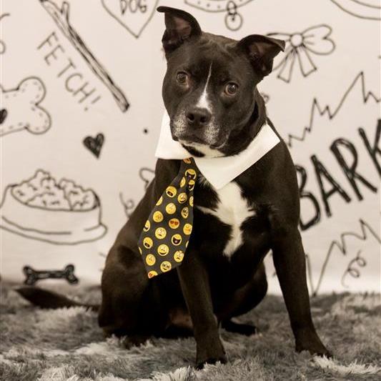 Lucas, a Adoptable Mixed Breed in Phoenix, AZ image 2/2