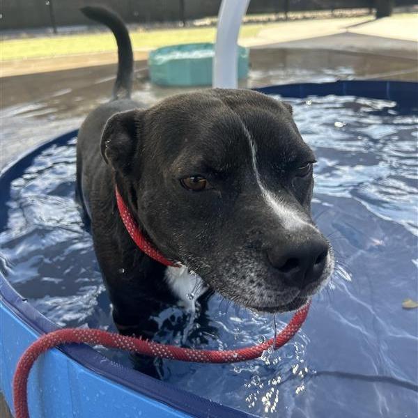 Enlarge Lucas, a Adoptable Mixed Breed in Phoenix, AZ image 6/6