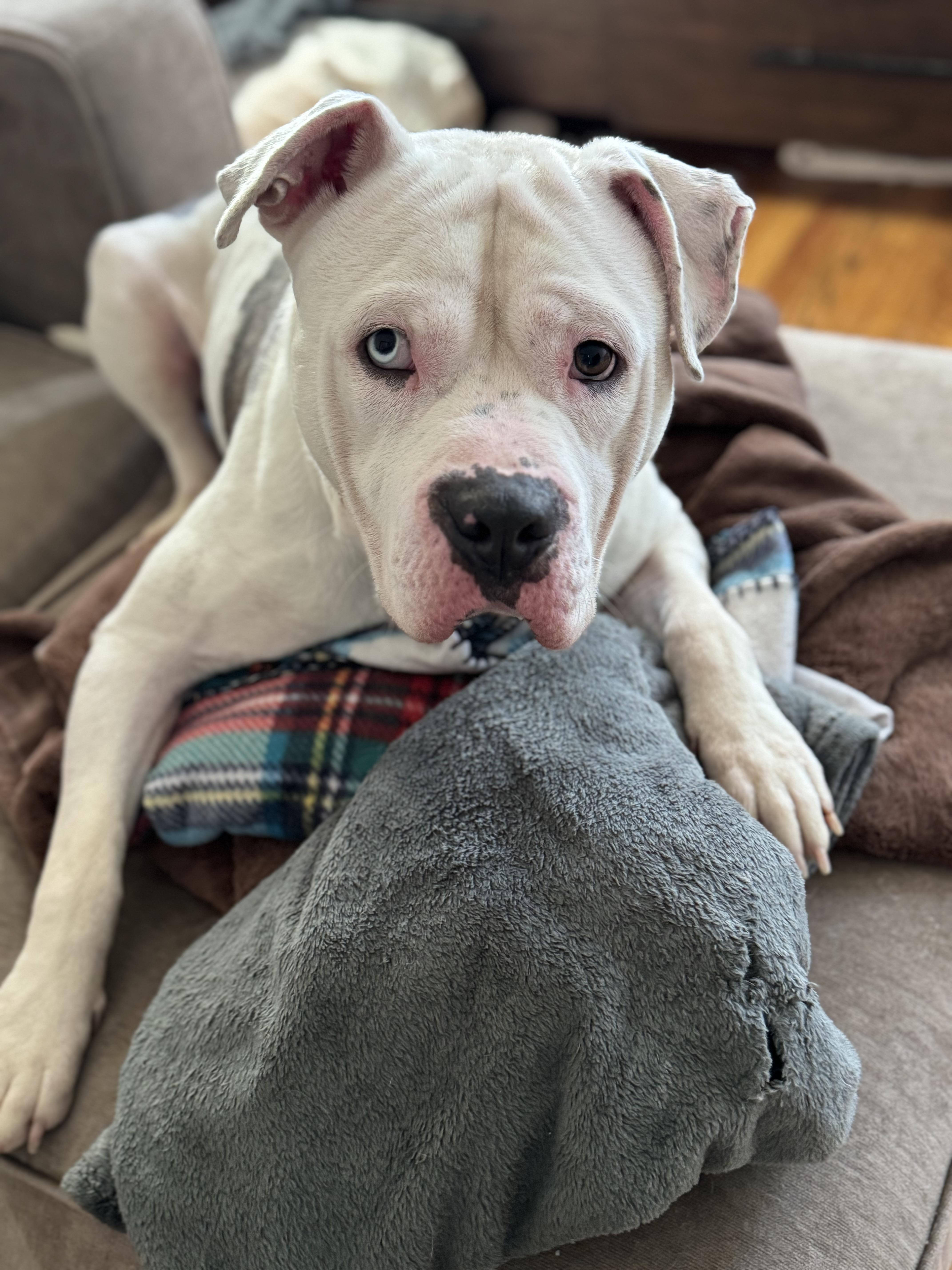 Nash