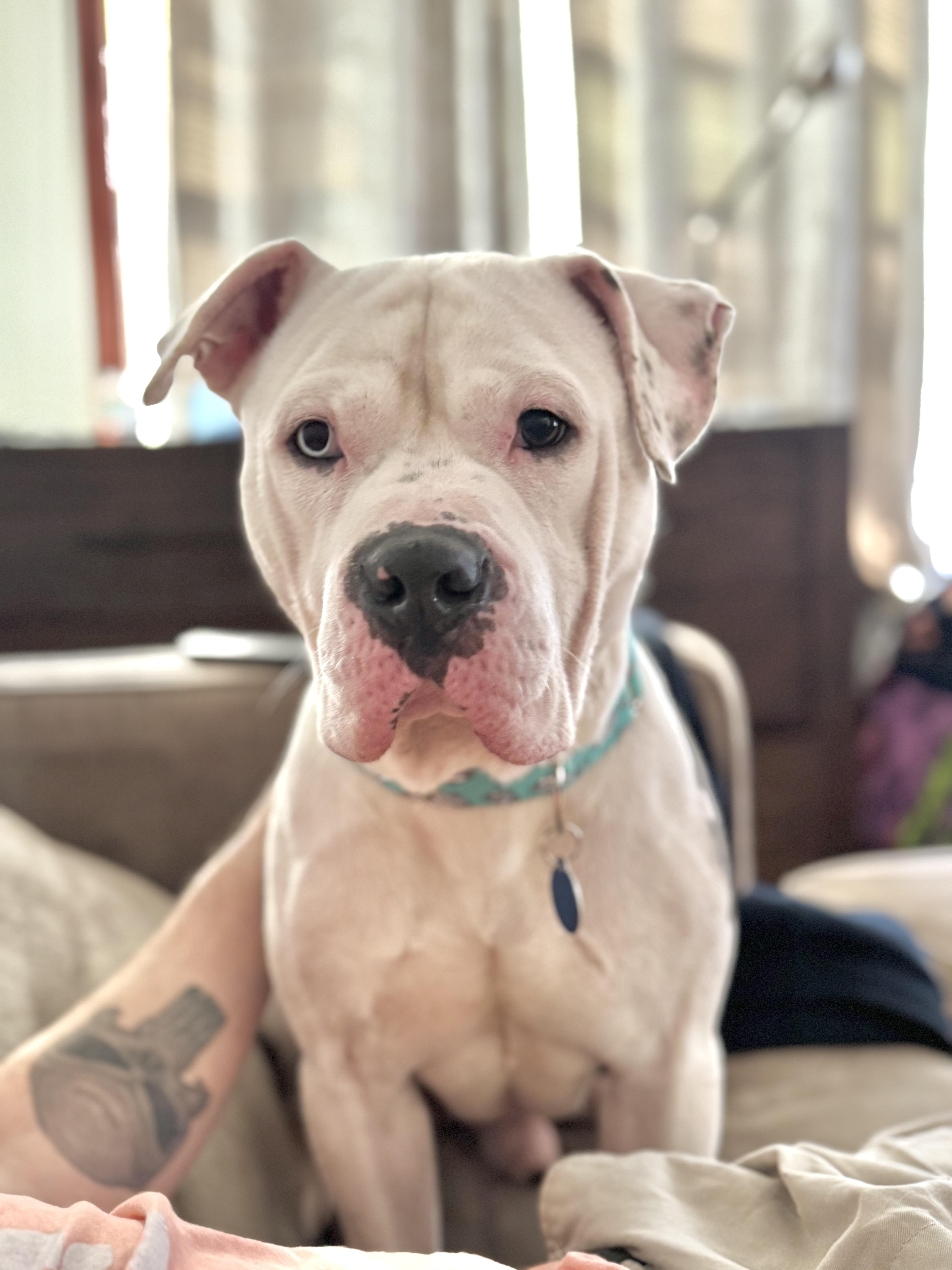 Nash