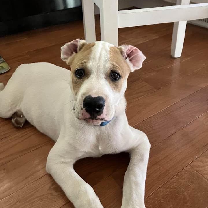 Mochi, a ADOPTABLE mixed breed in Bloomfield, CT image 3/4