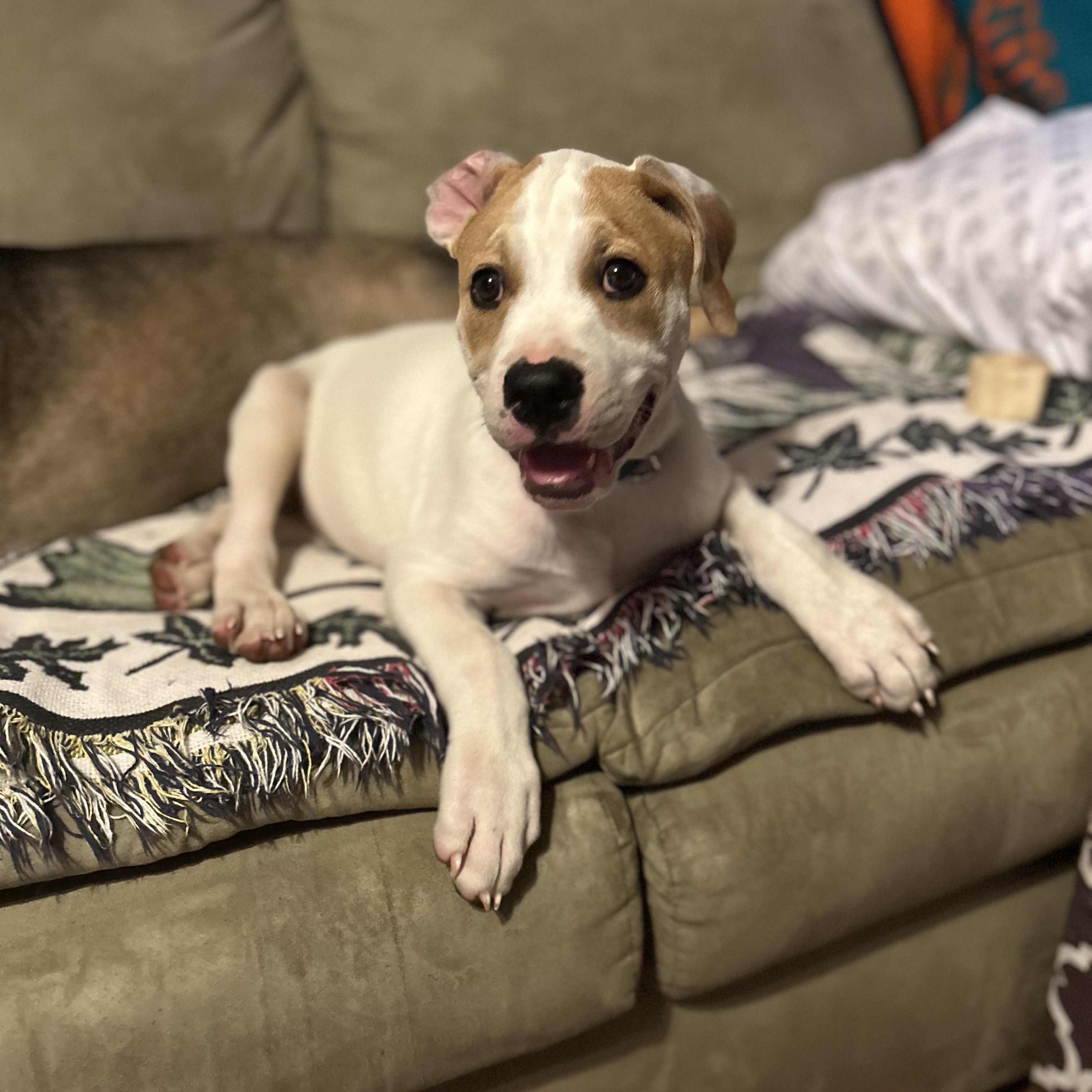 Mochi, a ADOPTABLE mixed breed in Bloomfield, CT image 1/4