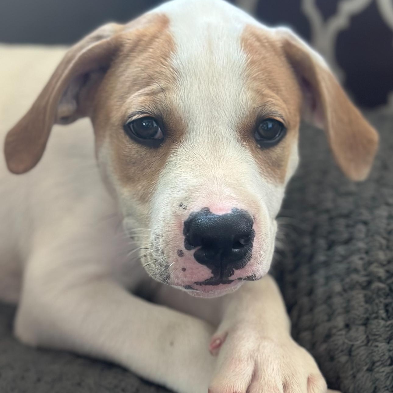 Mochi, a ADOPTABLE mixed breed in Bloomfield, CT image 2/4