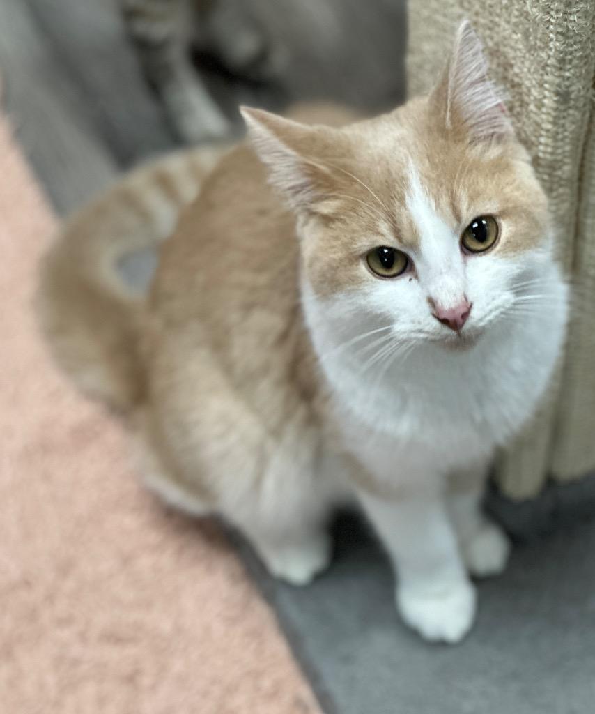 Morgan, Adoptable, Young Male Domestic Short Hair.