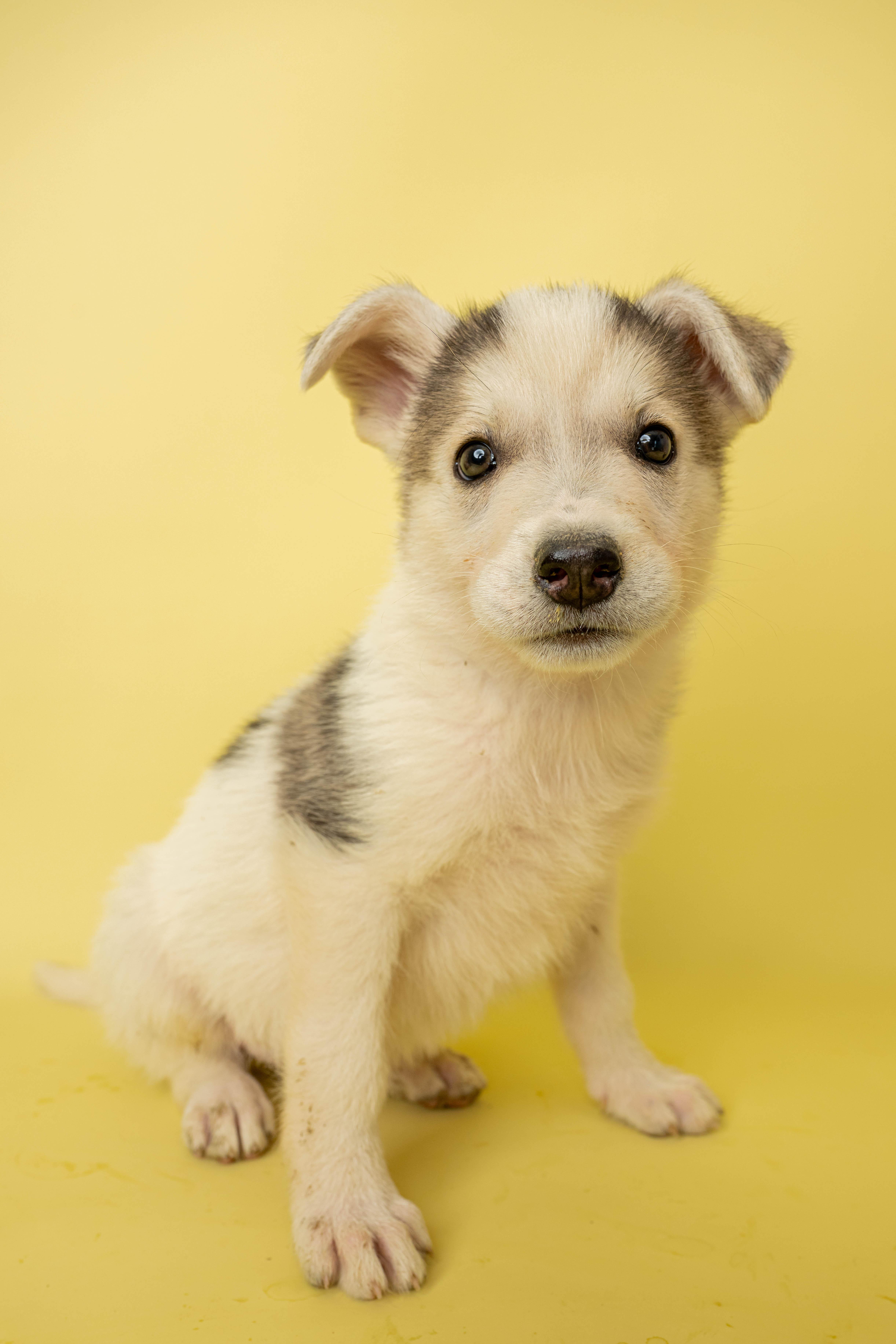 Sugar Rush, adopted, Puppy Female Mixed Breed.