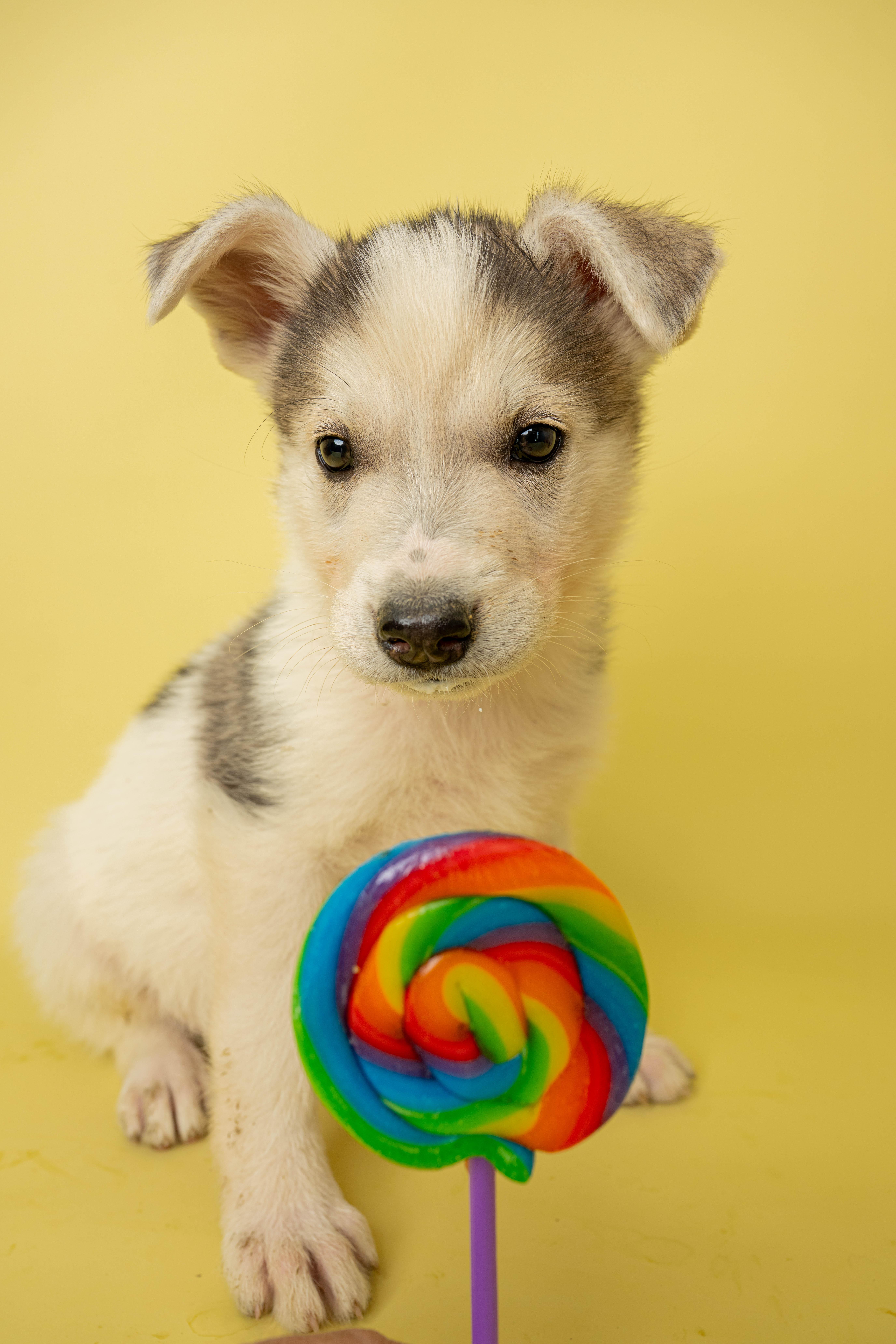 Sugar Rush, an adopted Mixed Breed in Rock Springs, WY image 2/3