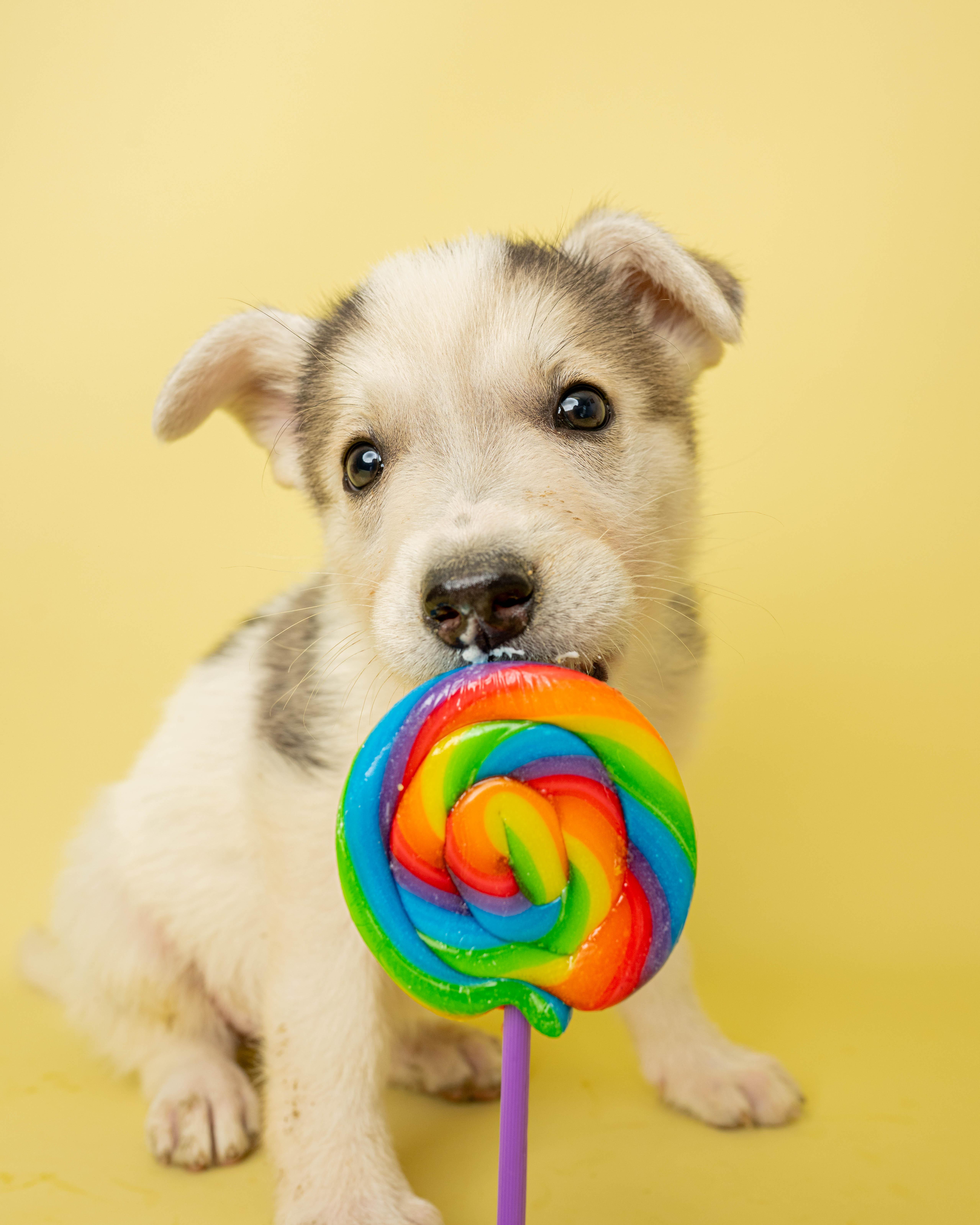 Sugar Rush, an adopted Mixed Breed in Rock Springs, WY image 3/3