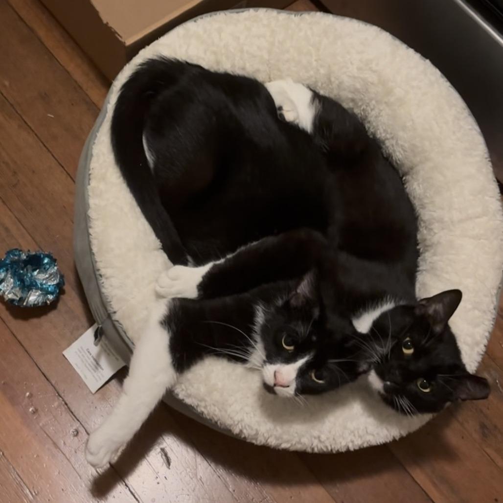 Polly, Adoptable, Adult Female Domestic Short Hair.