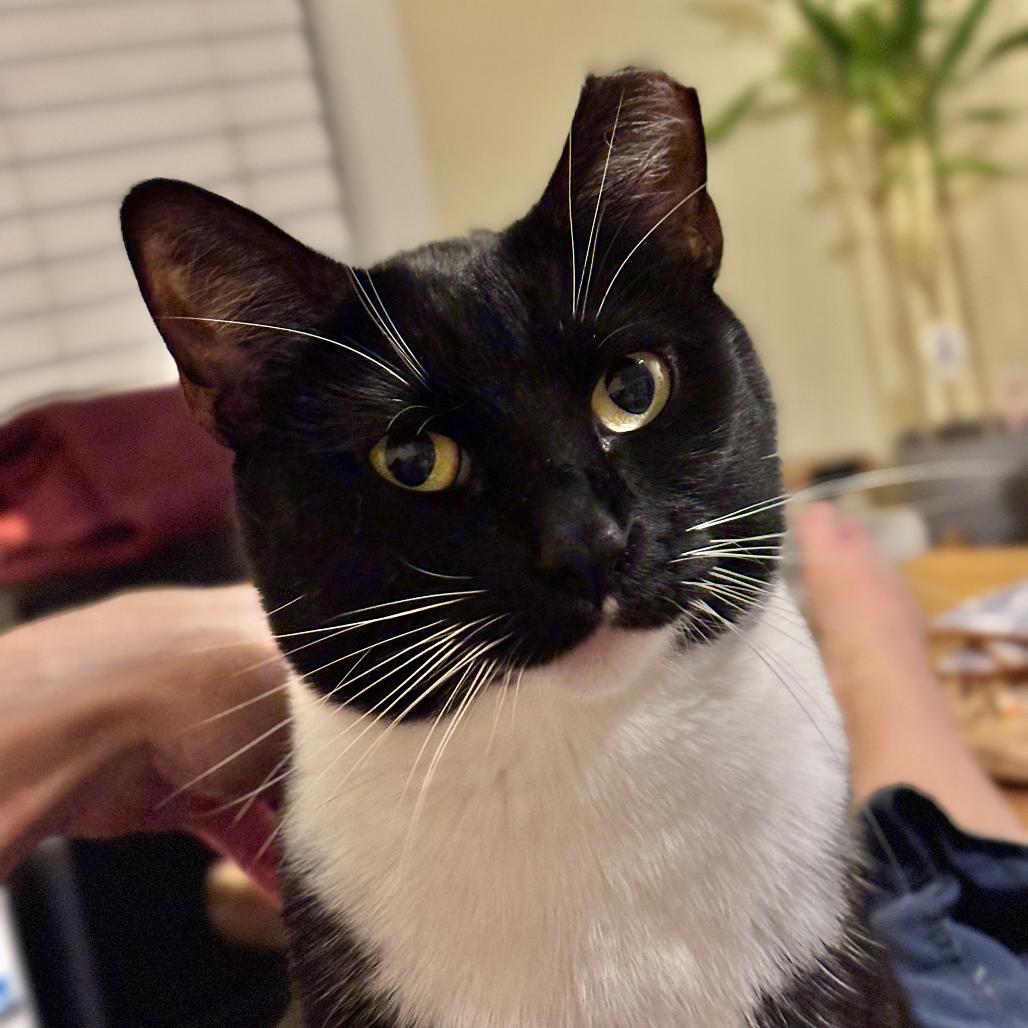 Enlarge Polly, a Adoptable Domestic Short Hair in Oakland, CA image 3/3