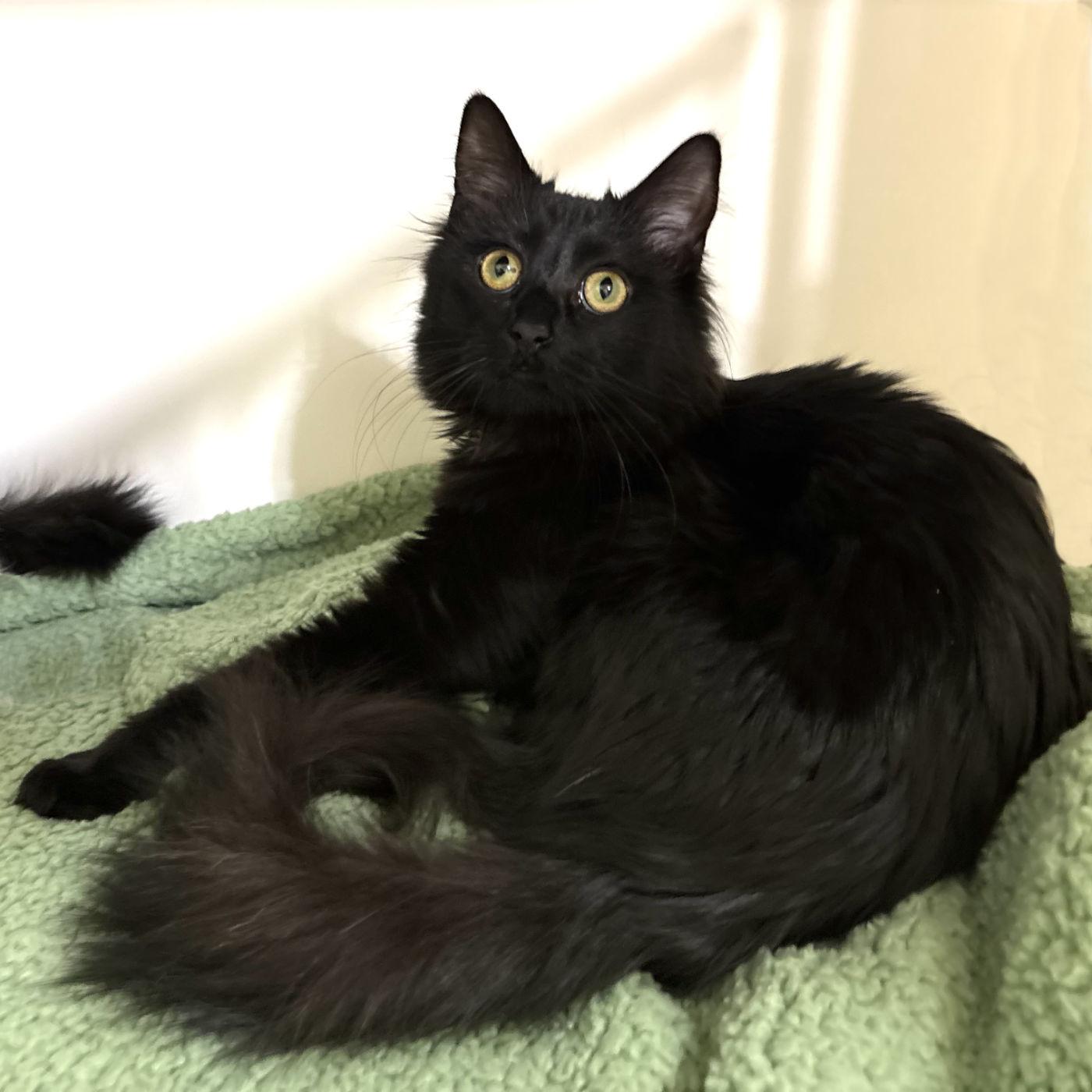 MooMoo & Iris, a Adoptable Domestic Long Hair in Manitou Springs, CO image 2/6