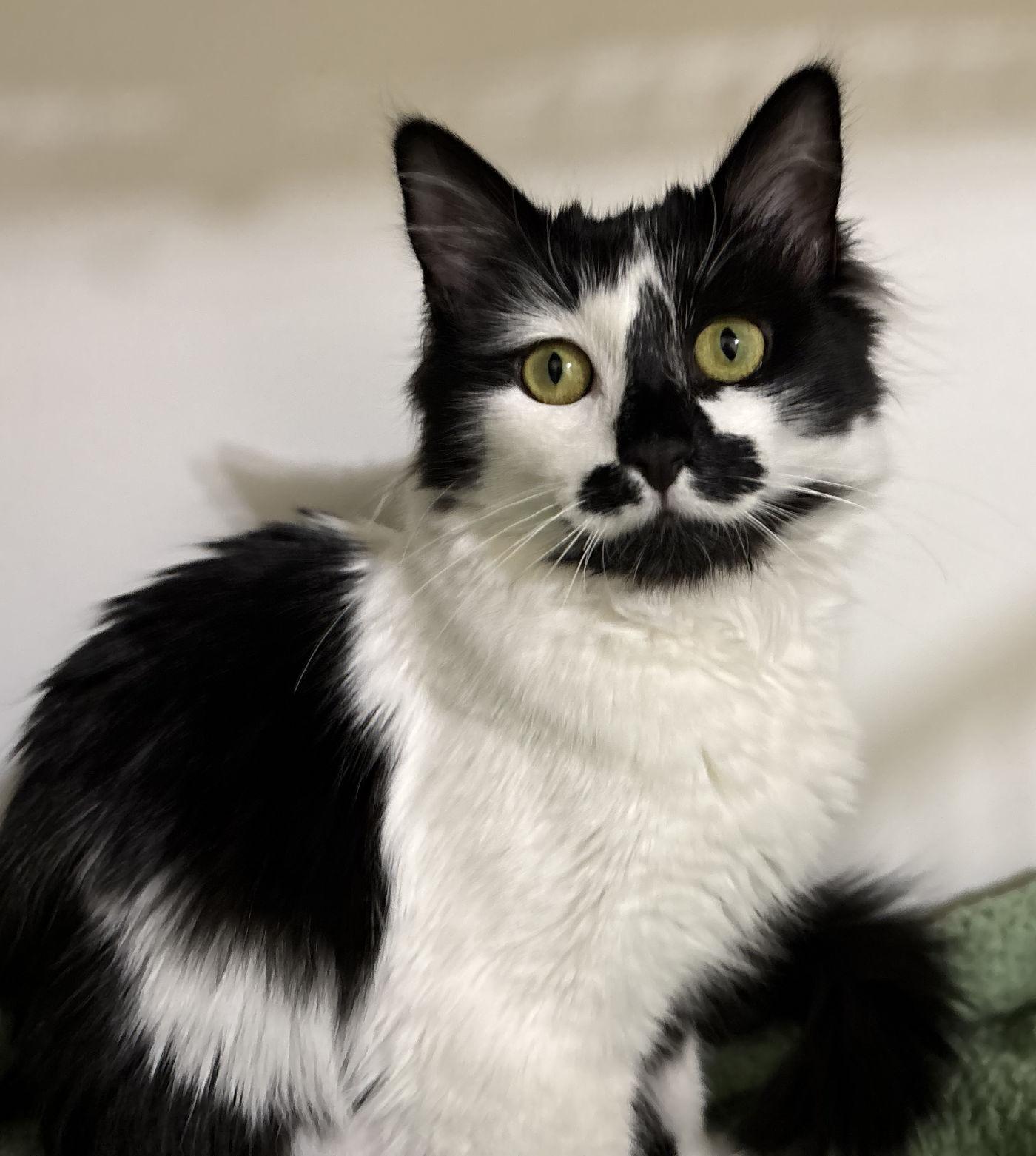 MooMoo & Iris, a Adoptable Domestic Long Hair in Manitou Springs, CO image 3/6