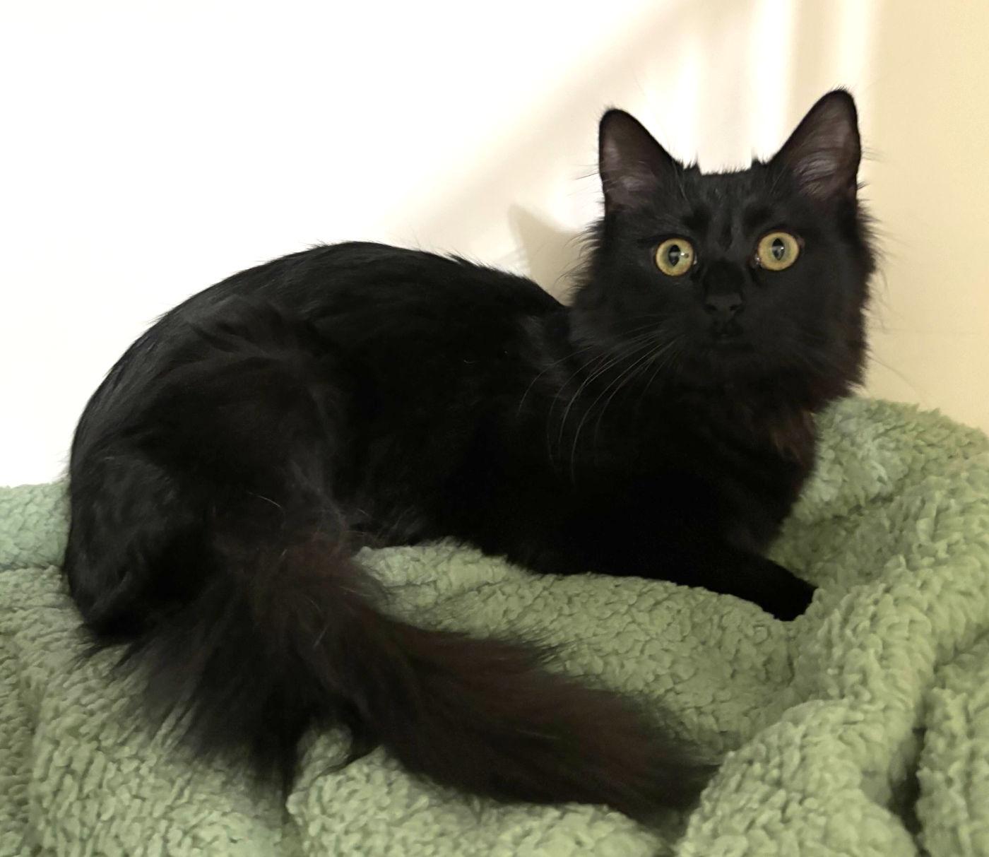 MooMoo & Iris, a Adoptable Domestic Long Hair in Manitou Springs, CO image 4/6