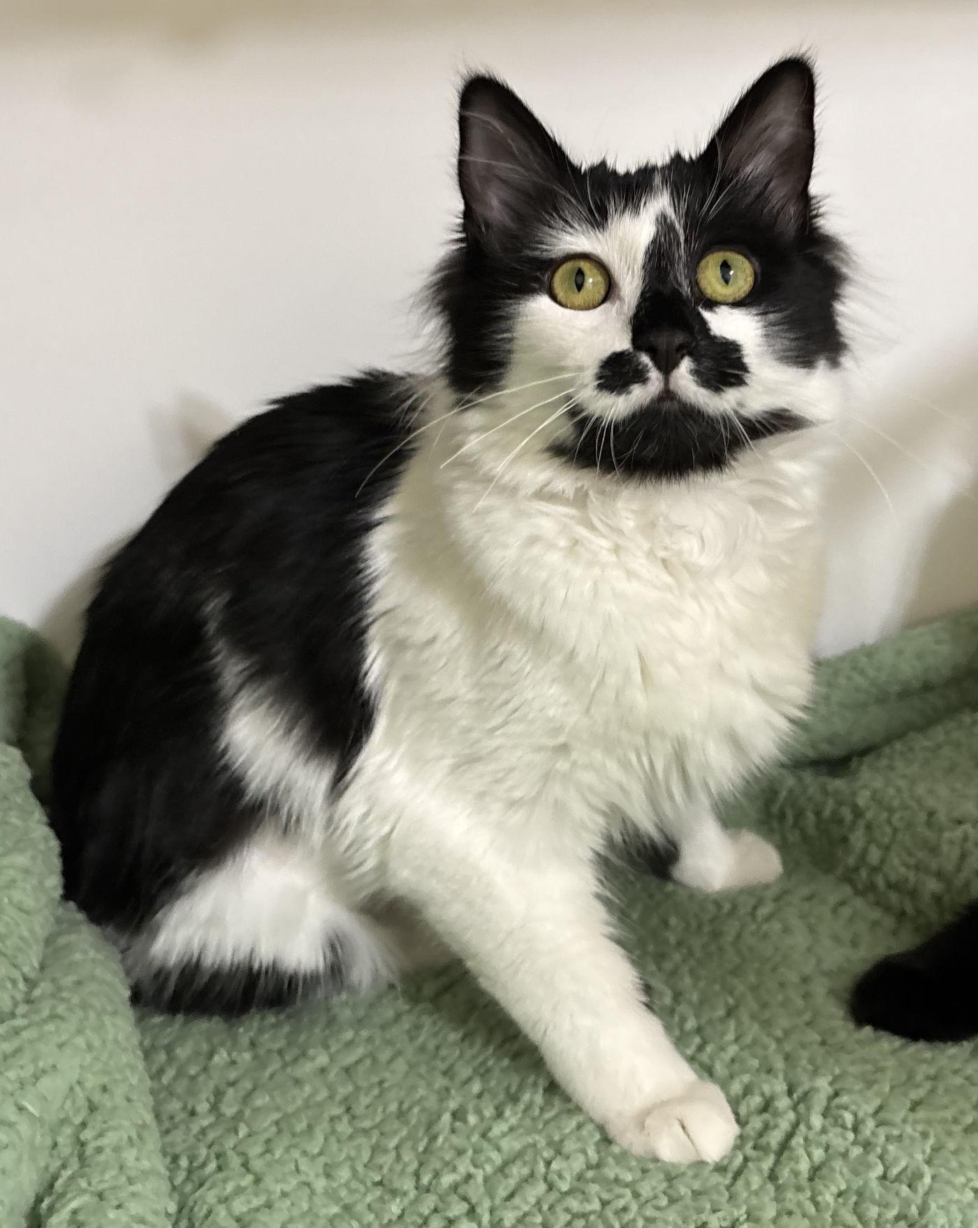 MooMoo & Iris, a Adoptable Domestic Long Hair in Manitou Springs, CO image 5/6