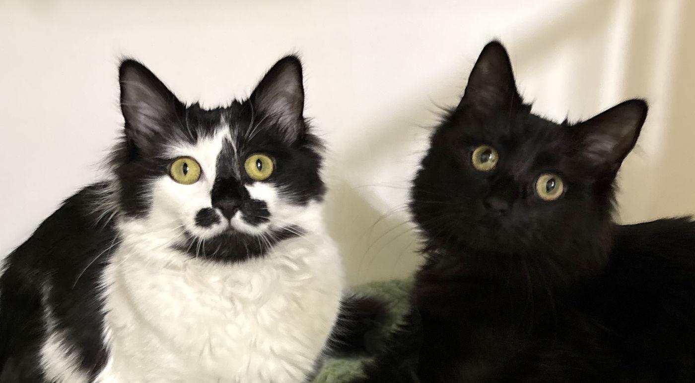 MooMoo & Iris, a Adoptable Domestic Long Hair in Manitou Springs, CO image 1/6