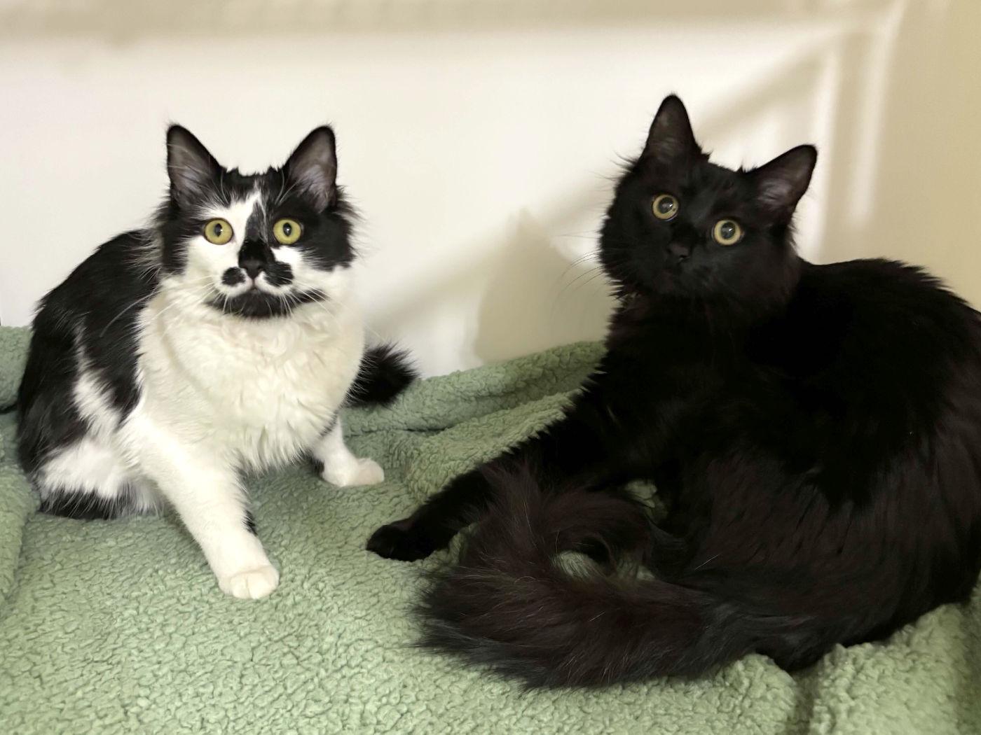 MooMoo & Iris, a Adoptable Domestic Long Hair in Manitou Springs, CO image 6/6