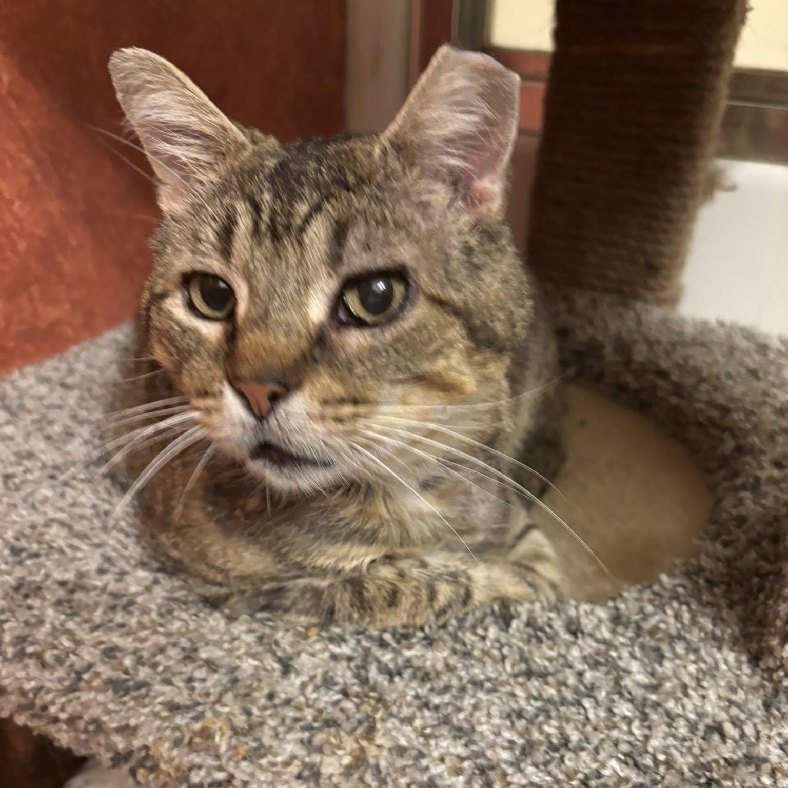 Tiger, Senior Male unknown