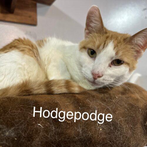 Hodgepodge, a Adoptable Domestic Short Hair in Tipp City, OH image 1/5