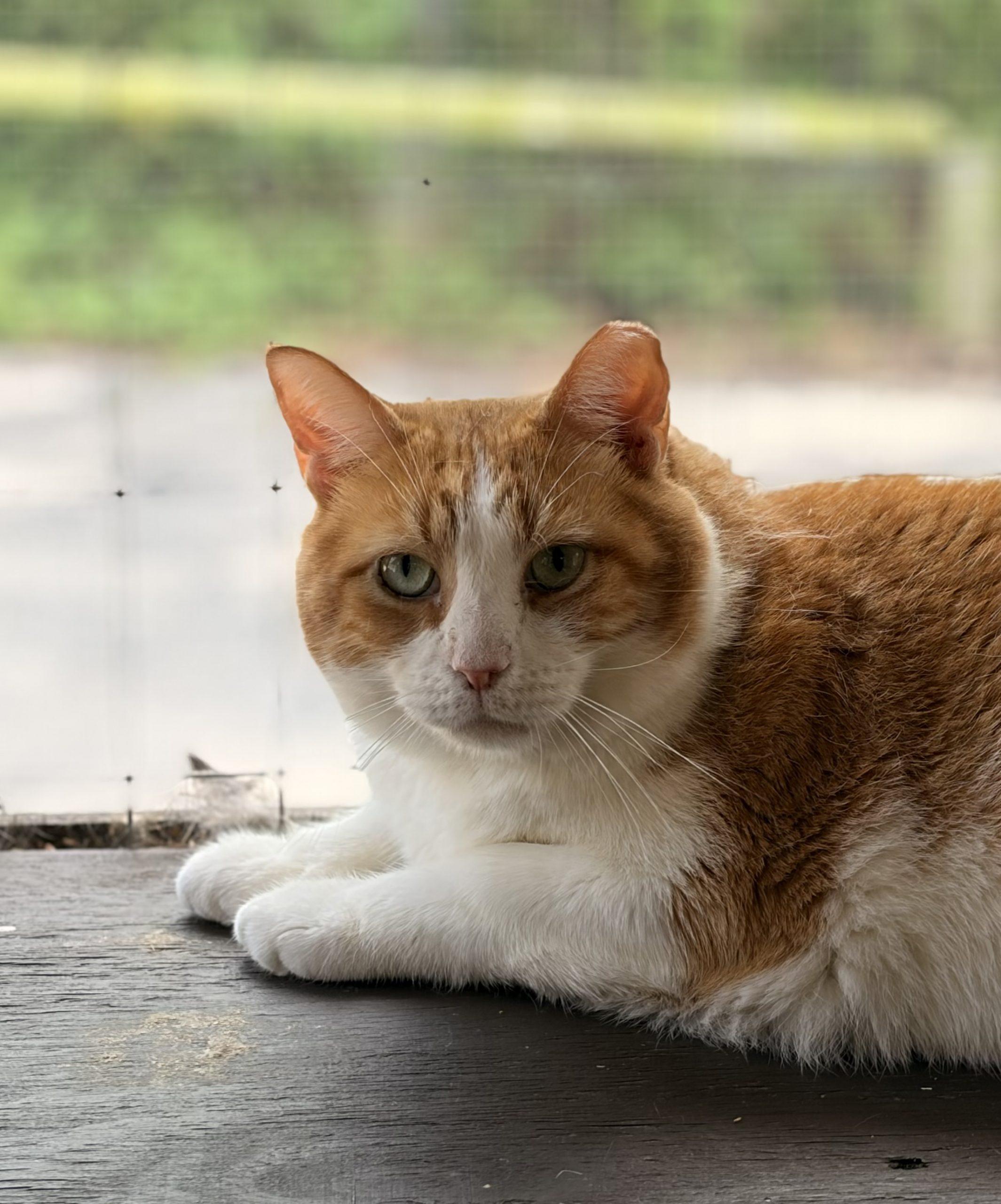 Hodgepodge, a Adoptable Domestic Short Hair in Tipp City, OH image 2/6
