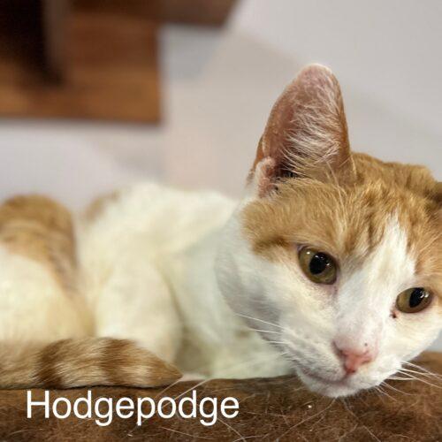 Hodgepodge, a Adoptable Domestic Short Hair in Tipp City, OH image 2/5