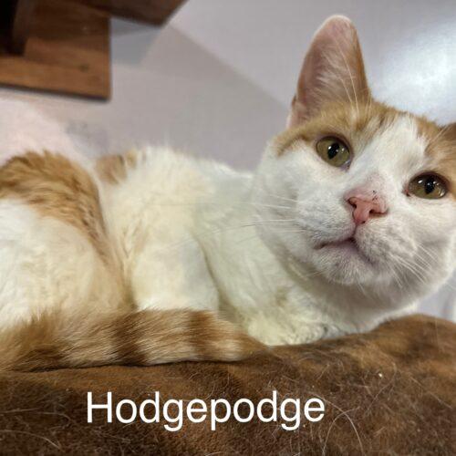 Hodgepodge, a Adoptable Domestic Short Hair in Tipp City, OH image 3/5
