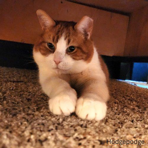 Hodgepodge, a Adoptable Domestic Short Hair in Tipp City, OH image 4/5